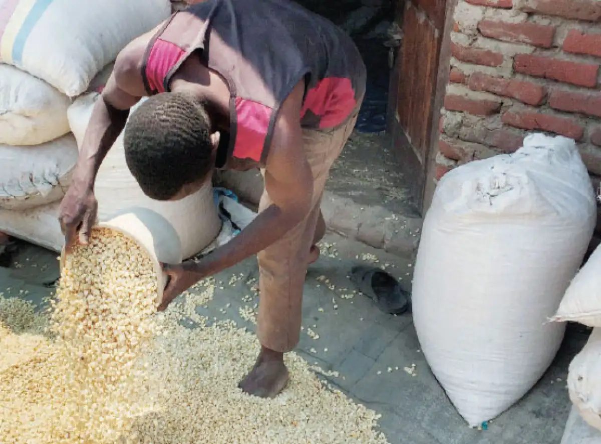  Prices of maize stabilise, drop-Malawi Music Downloader